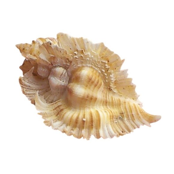 Rare Murex Miyokoae Kosuge Specimen Shell, Panglao Bohol Philippines - Picture 6 of 6